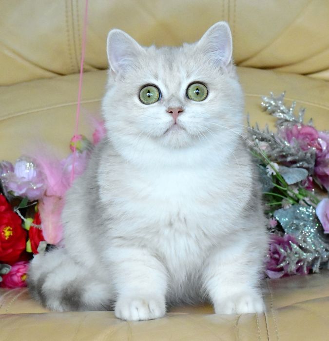 Голубая золотая шиншилла, ау12, кошечка, продажа