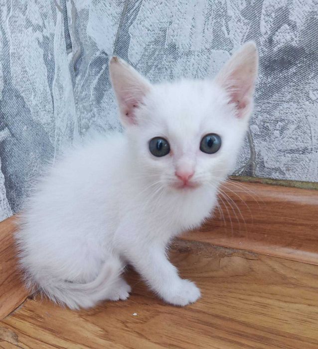 Котенятко в добрі руки