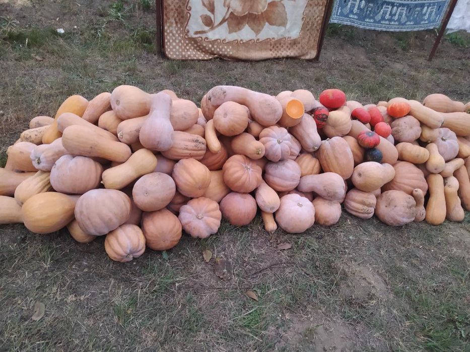 Продам гарбуз.