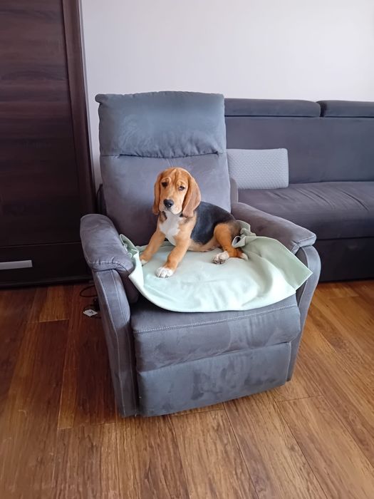 Beagle ZKWP FCI doskonały rodowód piesek