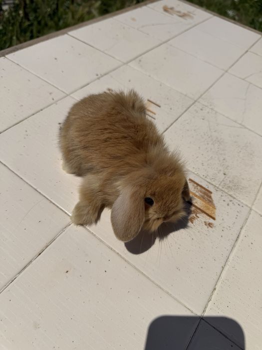 (1)Vendo bebé coelho raça mini loop (Orelhudo) e mini Lion