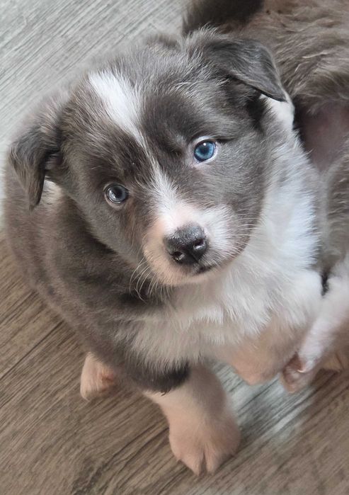 Piesek Border Collie niebiesko-biały