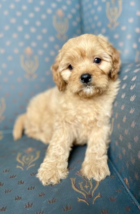 Cavapoo f1 sunia