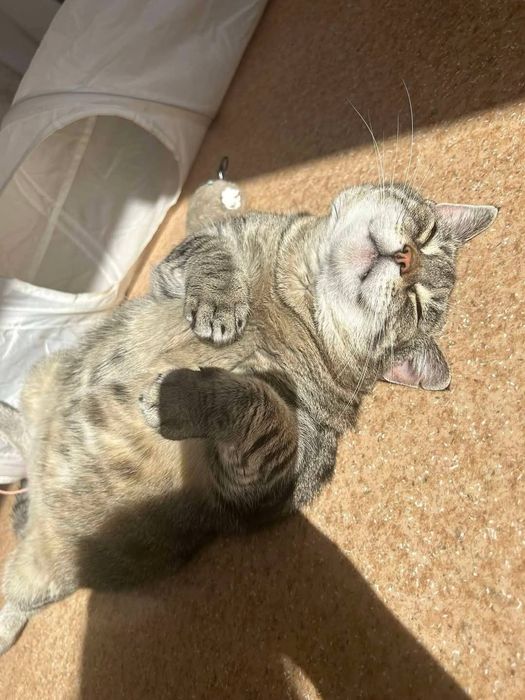 Urocza Jola szuka domu!