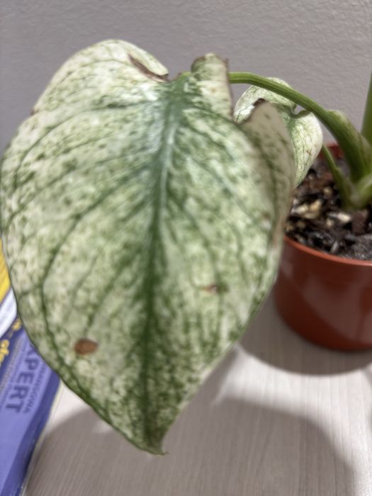 Monstera white mint