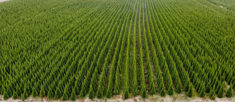 Thuja Tuja Tuje Szmaragd 150-170cm z gruntu PRODUCENT sadzimy