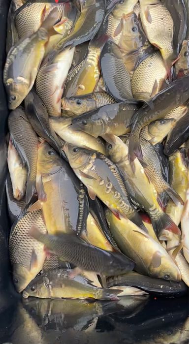 Karp, Amur, Lin, Tołpyga, Jesiotr,Narybek Kroczek