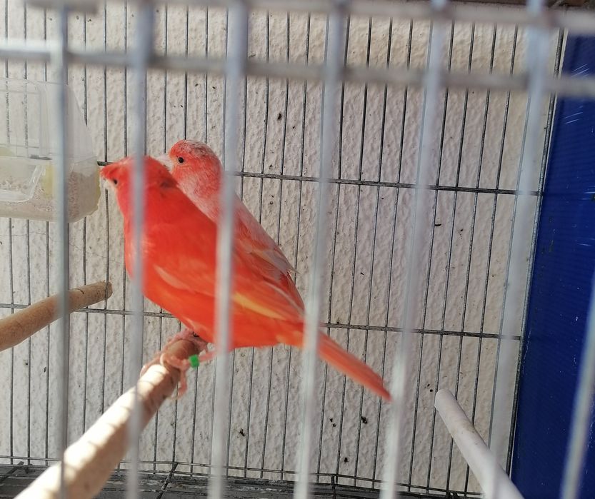 Canários poupa alemão vermelhos e sem poupa do ano 2025. .