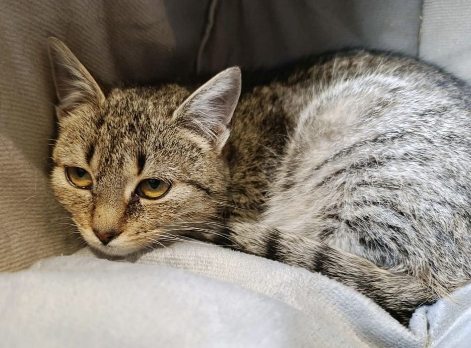 Kochana Lucy prosi o dom...