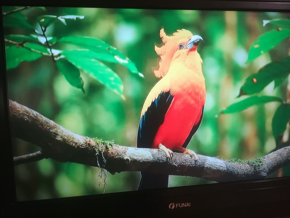 Smart Box X96Q +Funai TV