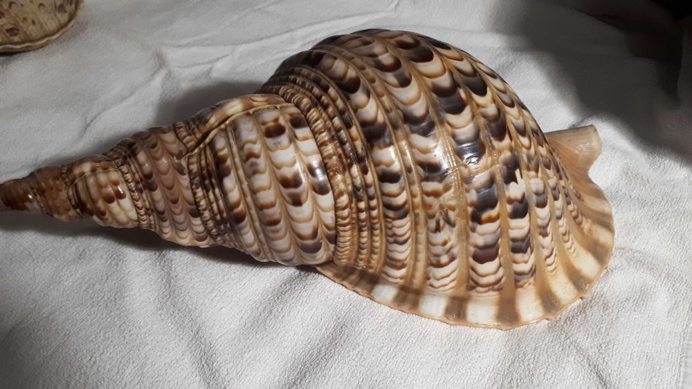 Огромная гавайская ракушка Рог Тритона/ Charonia Tritonis