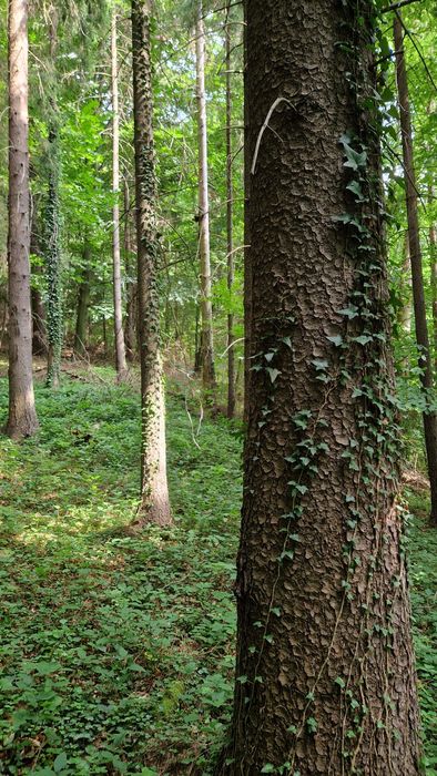 Las działka leśna Mszana Dolna