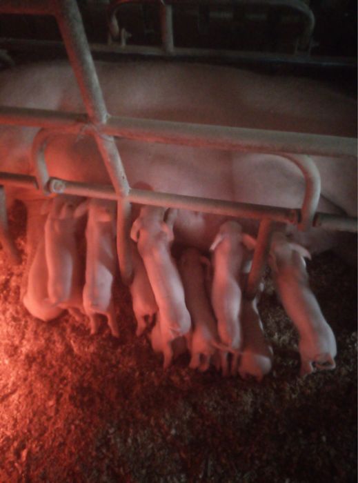 Поросята мясной породы