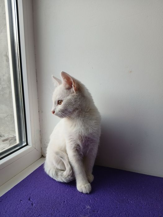 Кошеня (кіт) безкоштовно!
