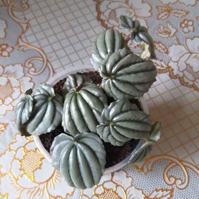 Кімнатні квіти ,недорого.