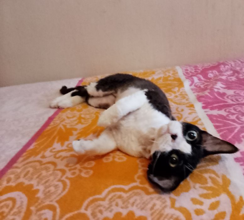 Kochanie kotka Devon Rex.