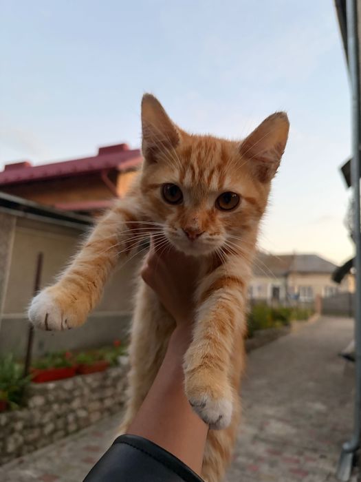 Продамо гарних кошенят