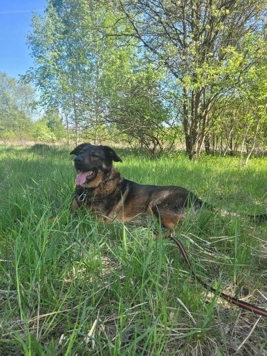 Młody zjawiskowy Simba szuka domu