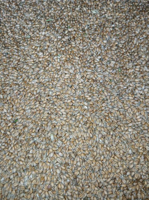 Sprzedam pszenicę jarą, pszenżyto jare, jęczmień i owies.