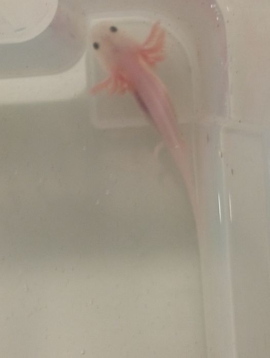 Axolote leucistico