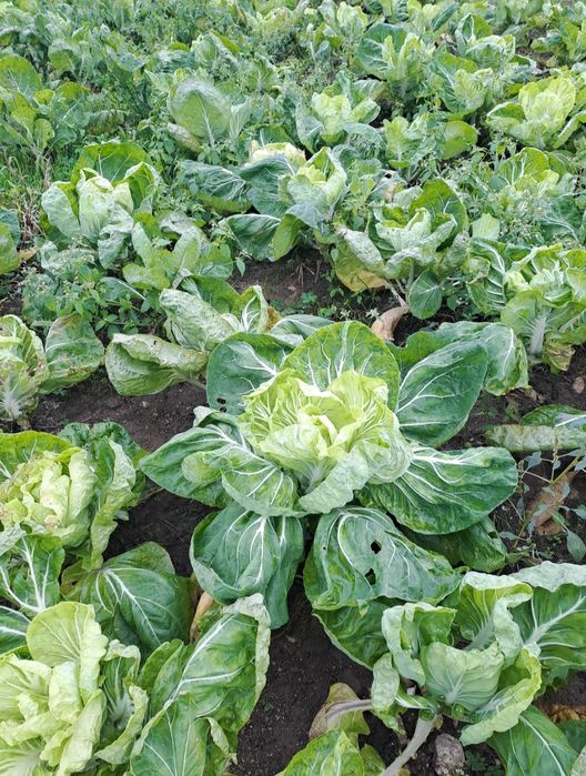 Grelos,penca ,couves