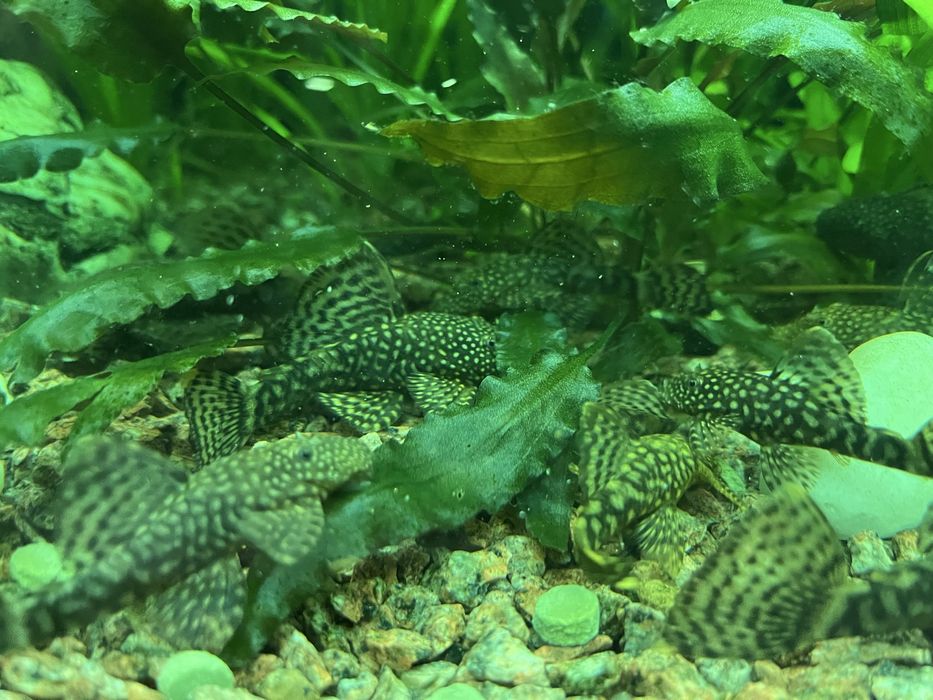 Анциструси 5-8см продам або обміняю