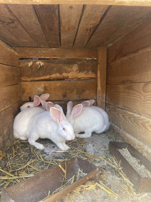 Продам Кролі Полтавське срібло та панон