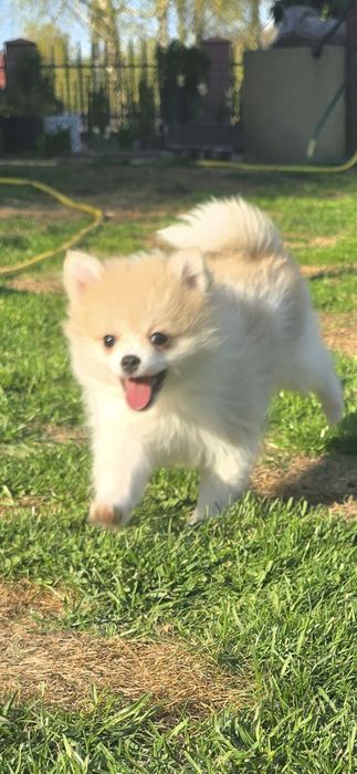 Szpic miniaturowy sunia particolor