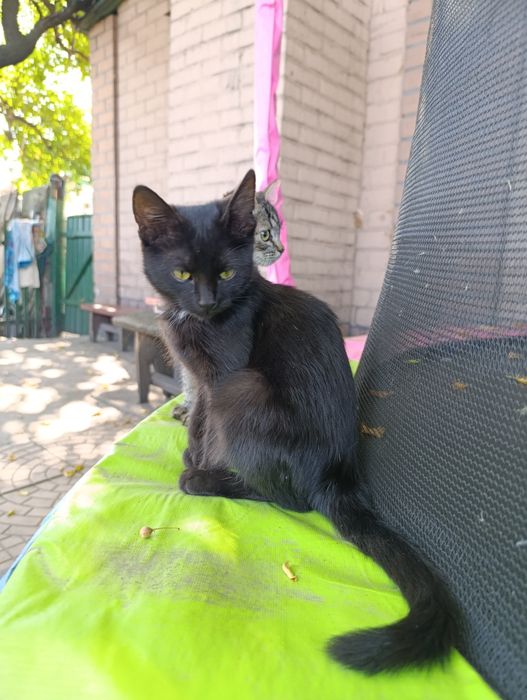 Віддам кошенят в добрі руки