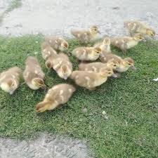 Продам мускусні каченята, шипуни,  глухі