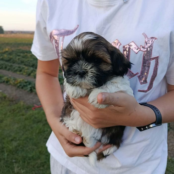 Sprzedam suczke shit-tzu