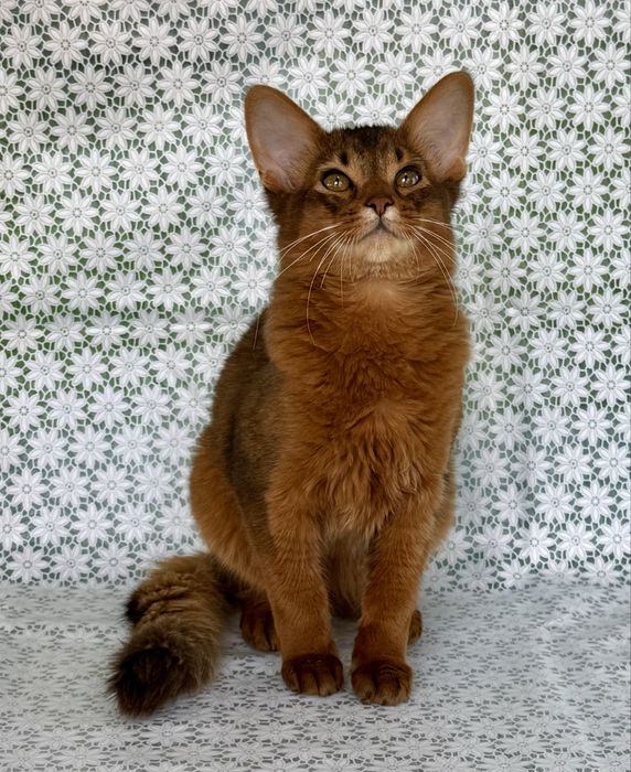 Сомали мальчик Orion