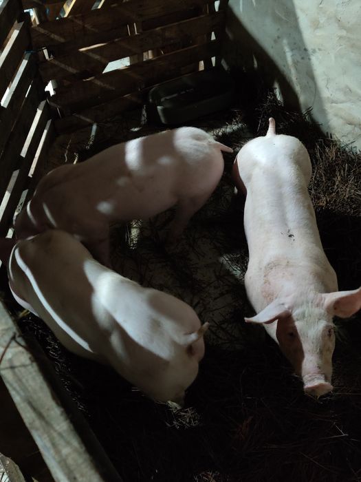 Porcas pietran tenho vários tamanhos