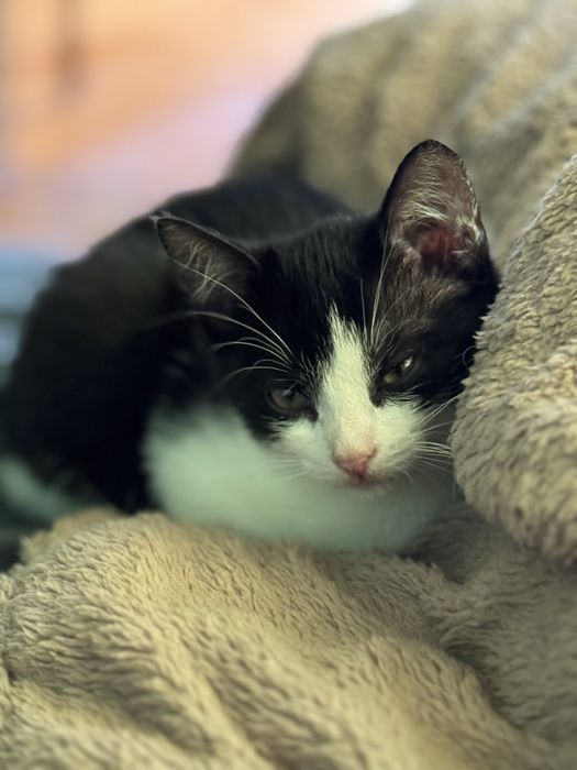 Котик дуже чекає на свій дім