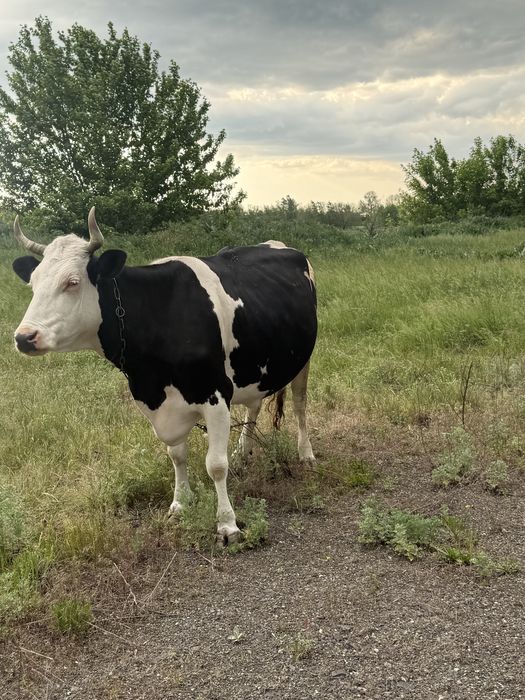 Продам молодому добру корову!