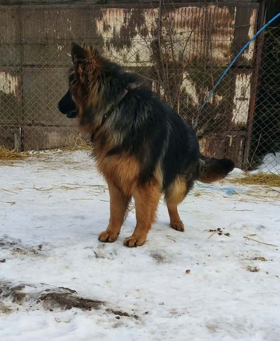 Sprzedam sukę owczarka niemieckiego