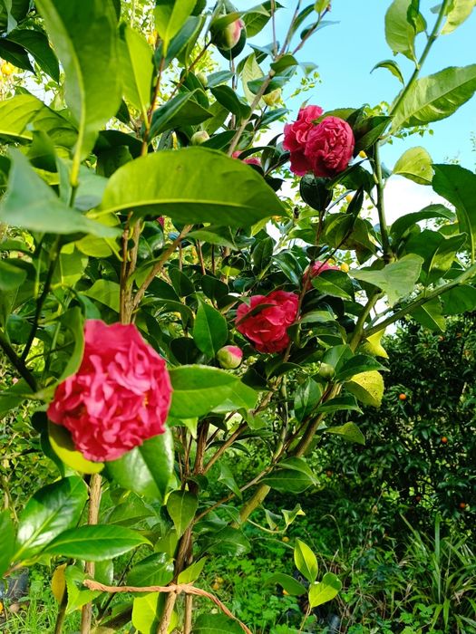 Vendo Camélias com 3 metros