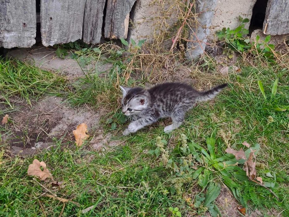 Za darmo do adopcji kocięta