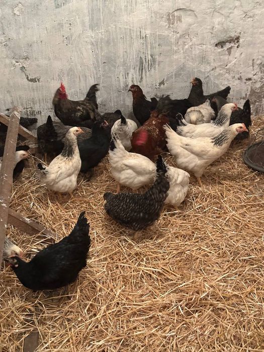 Ккрі Домінанти вік 5 місяців