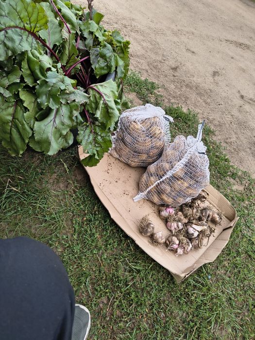 Ziemniaki młode oraz inne warzywa