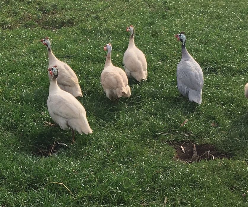 Fracas/ galinha de Angola /várias cores/ mutações.