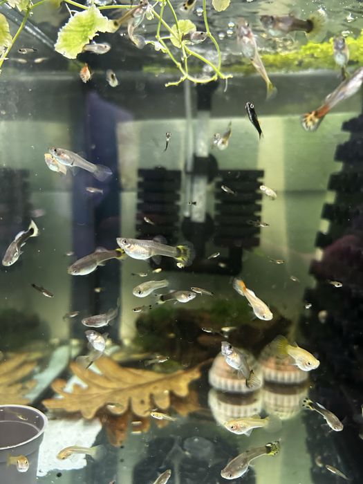 12 gupies  variados