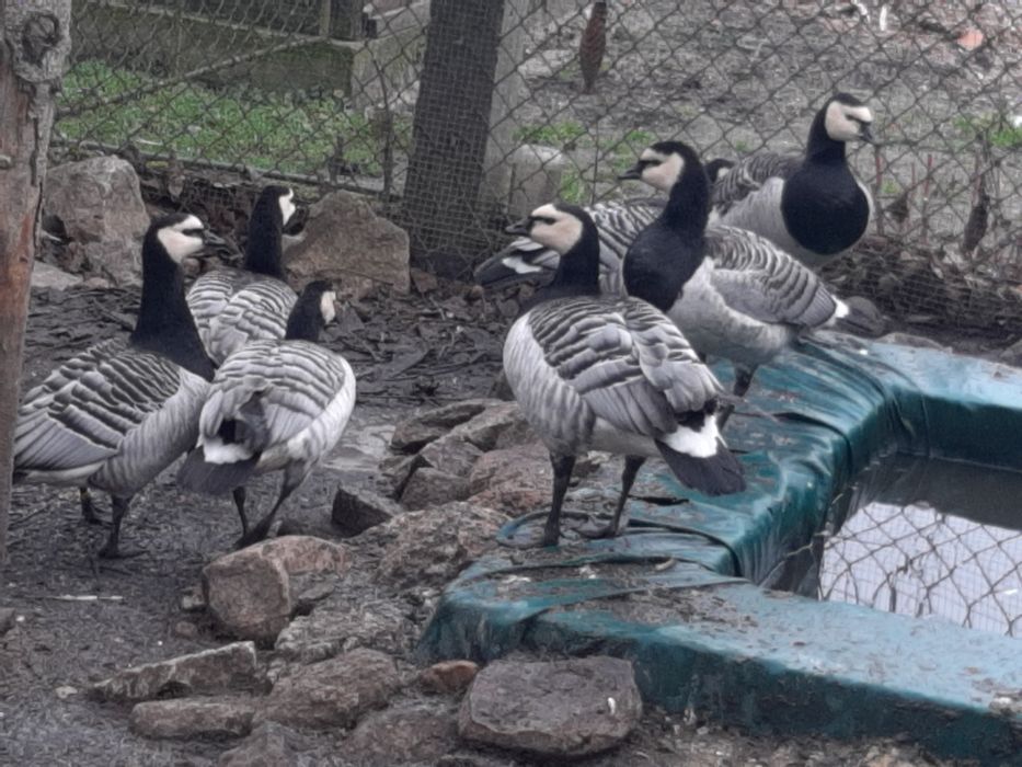 Ptaki ozdobne gęsi bernikle