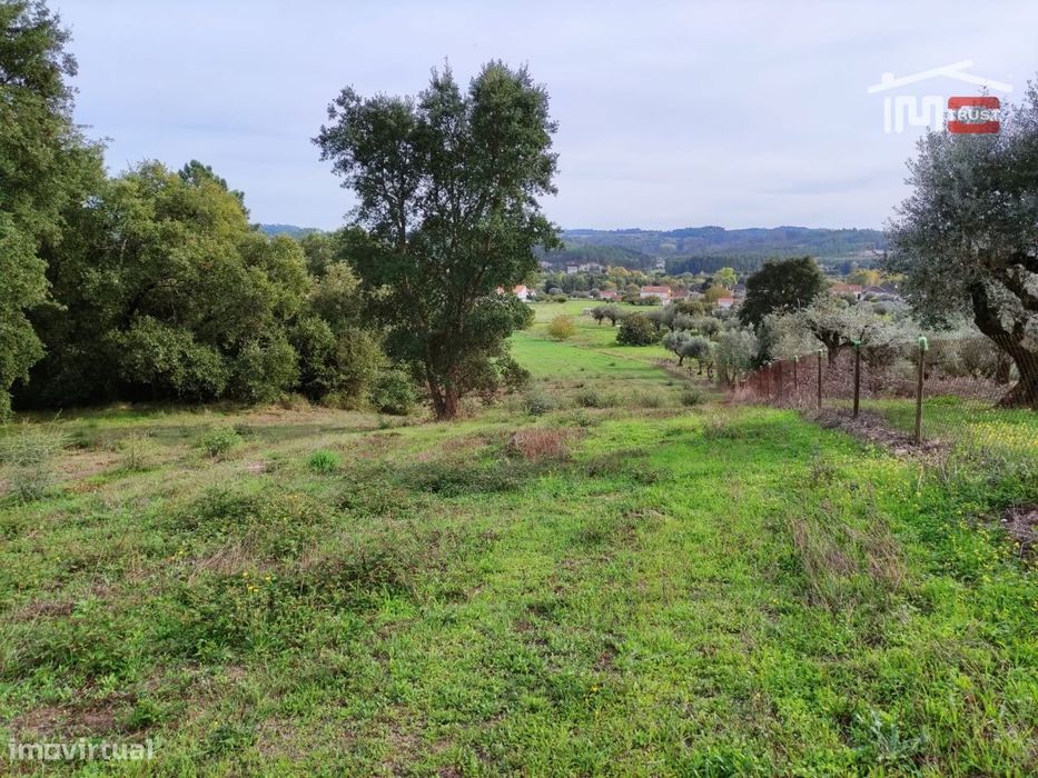 Terreno rústico com oliveiras. Possibilidade de construção. — Caxarias, Santarém