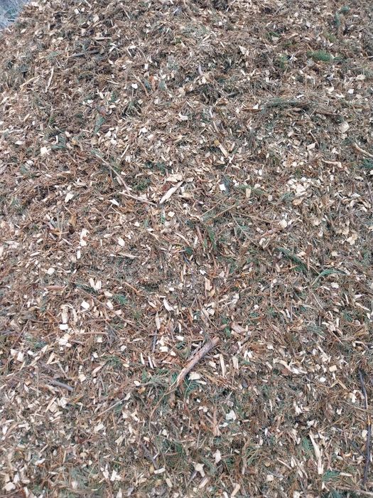 Zrębka ogrodowa  sciułkowa