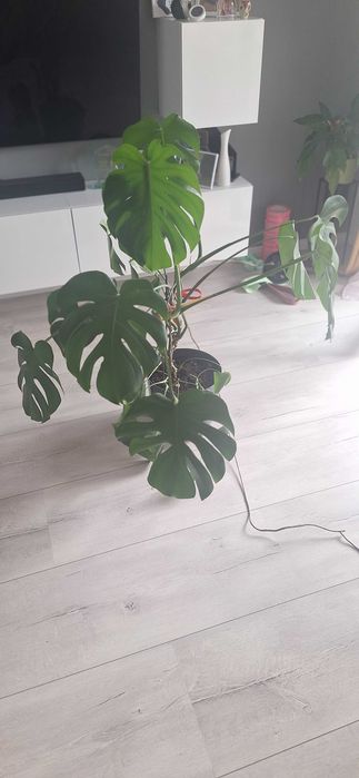 Wielka Monstera Deliciosa 110cm | Gęsta, zdrowe duże liście!