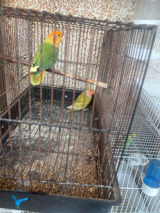 Vendo agapornis roseicolis