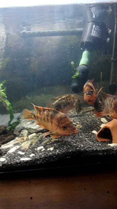 Pielęgnice odmiana ?