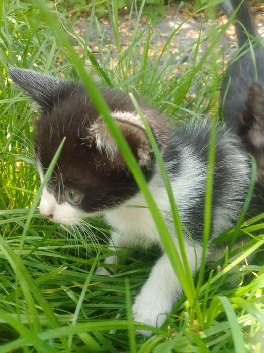 Отдам котика в хорошые руки