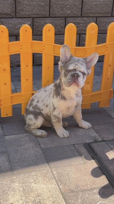 Француз Флаффі малюк
